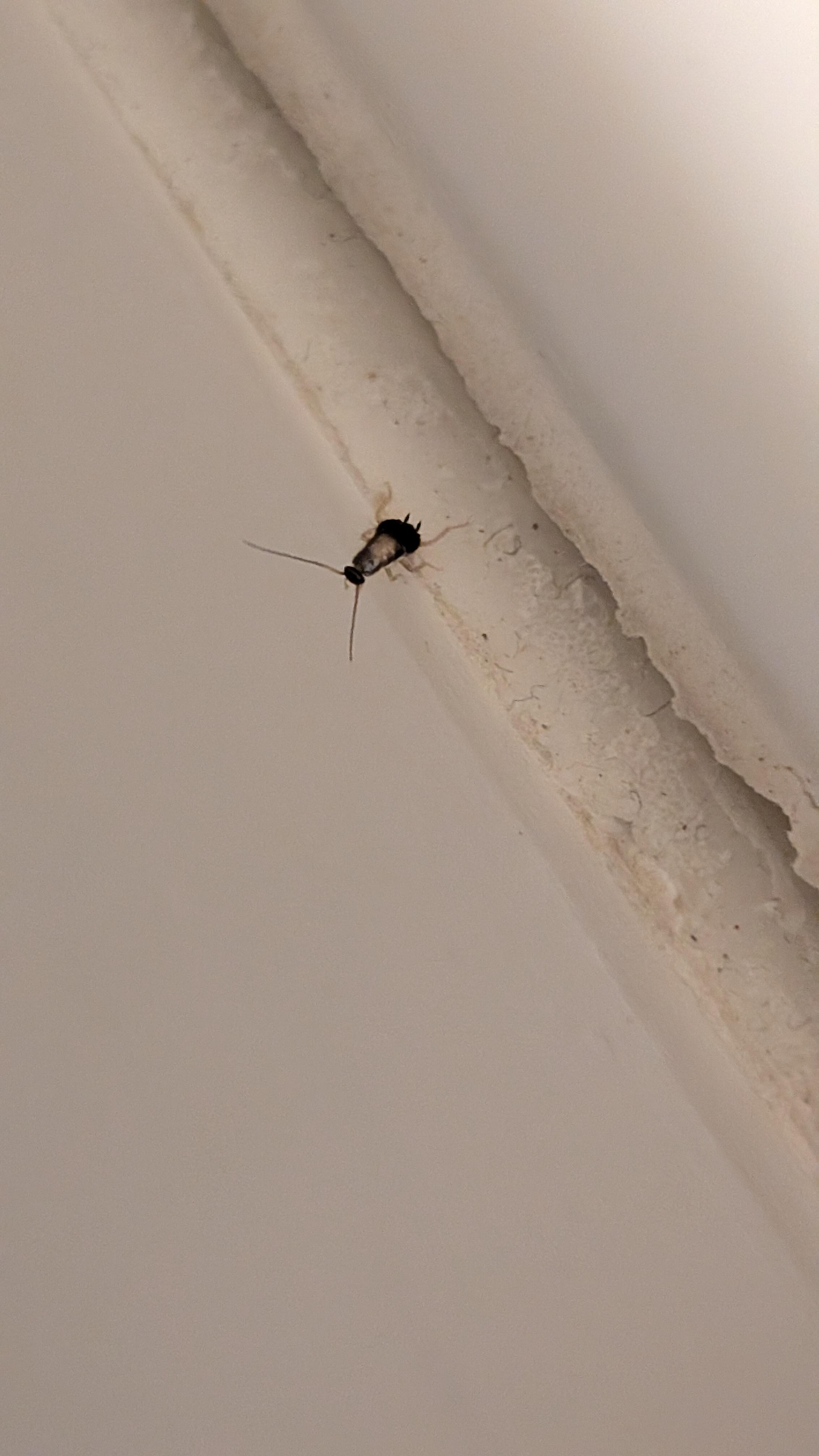 Roach in the bathroom 