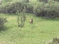 Elk 7/21/25