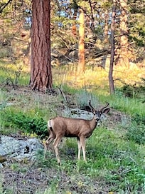Mule deer along the drive up to Evergreen