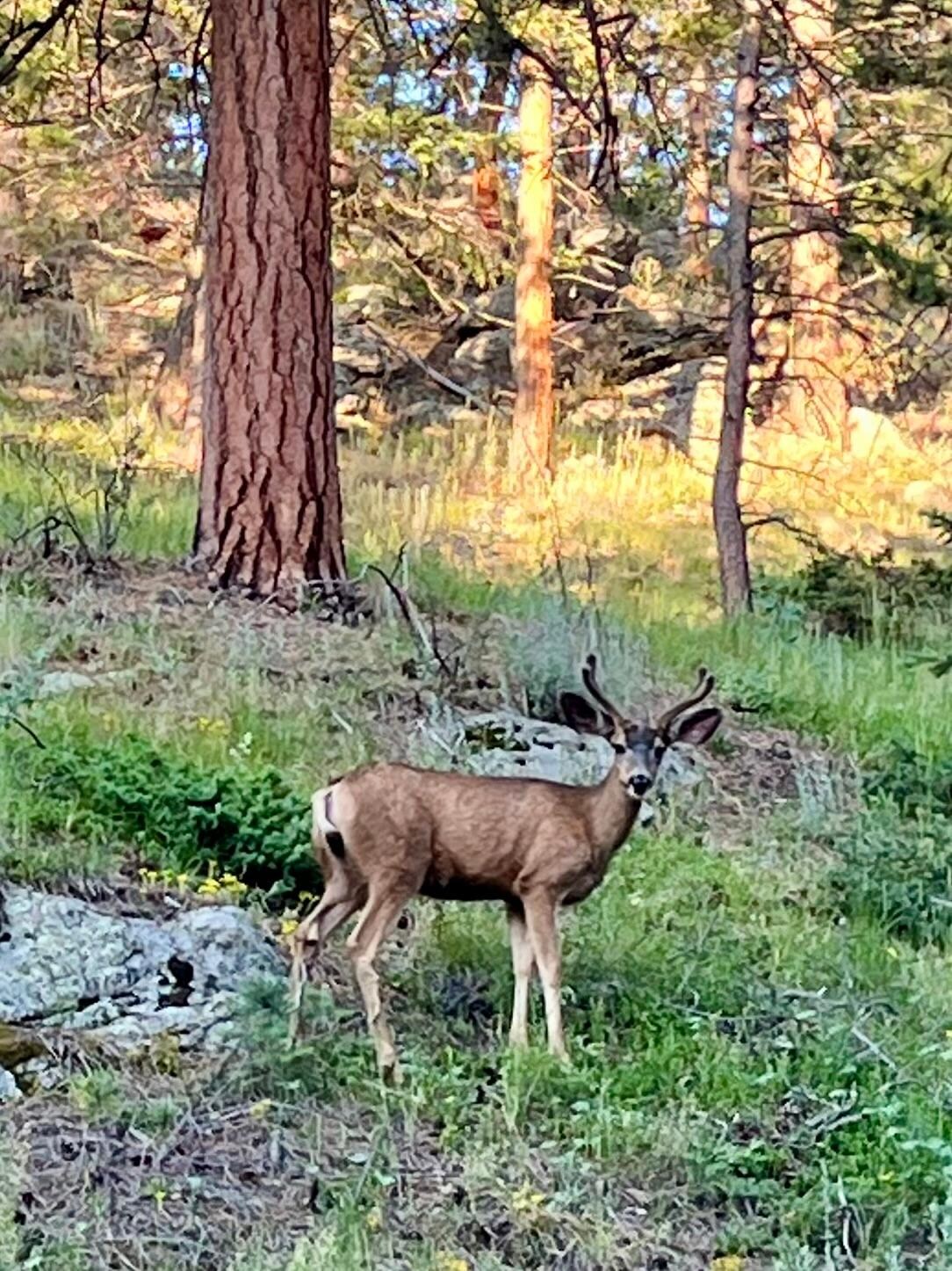 Mule deer along the drive up to Evergreen