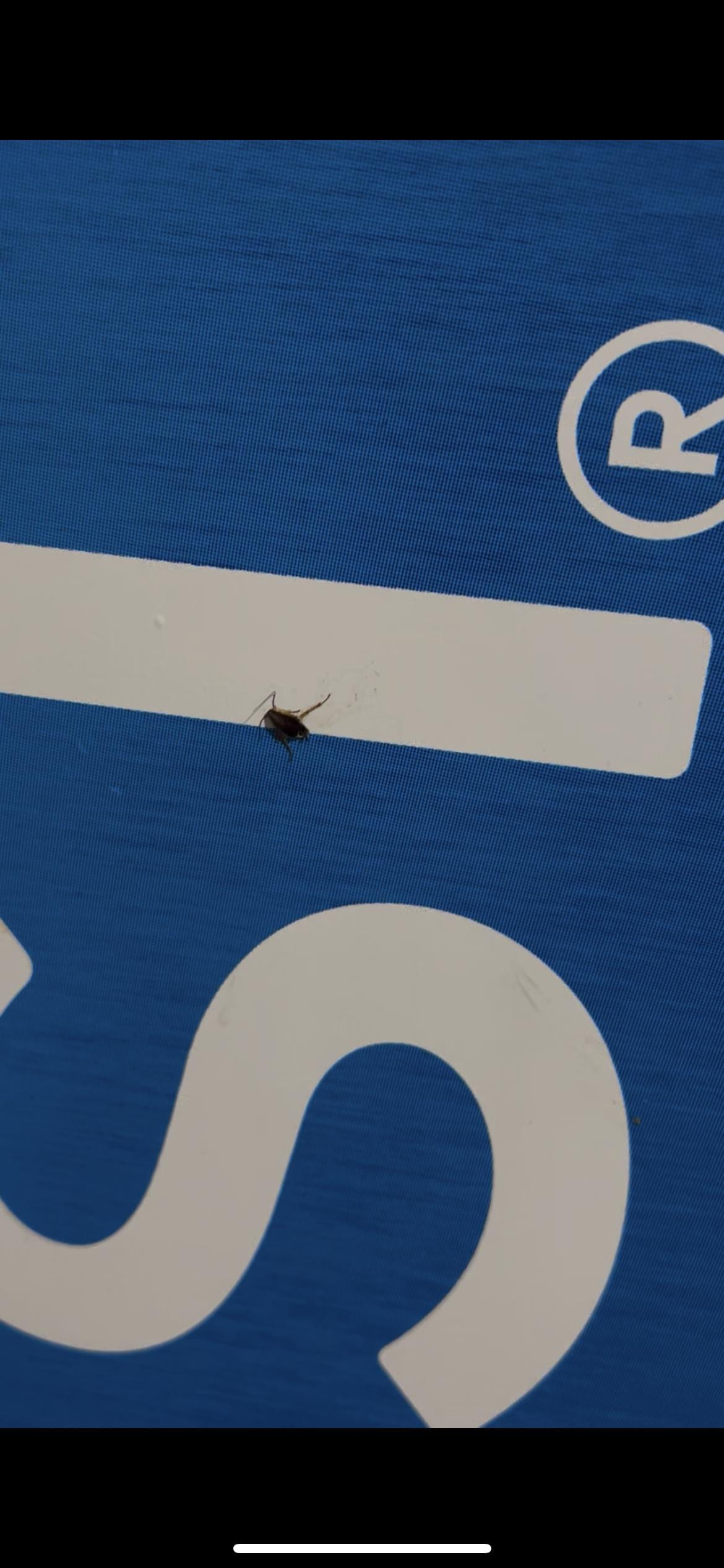 I had to be pest control