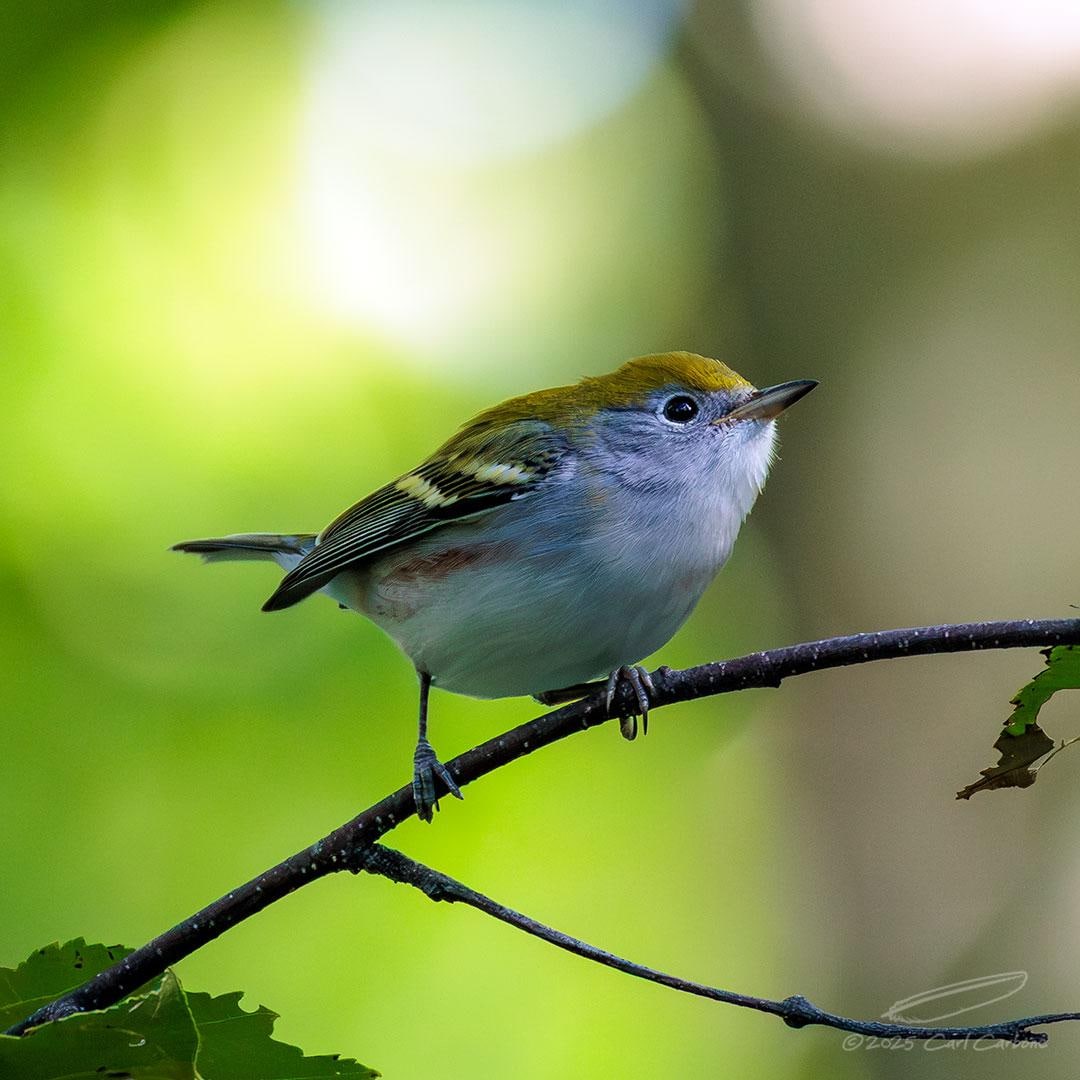 Had a nice migration of birds passing through. This Chestnut-sided Warbler was joined by many others including Bay-breasted, Blackburnian, Nashville, Tennessee and Black-and-White. Red-eyed and Blue-headed Vireos were also in the group.