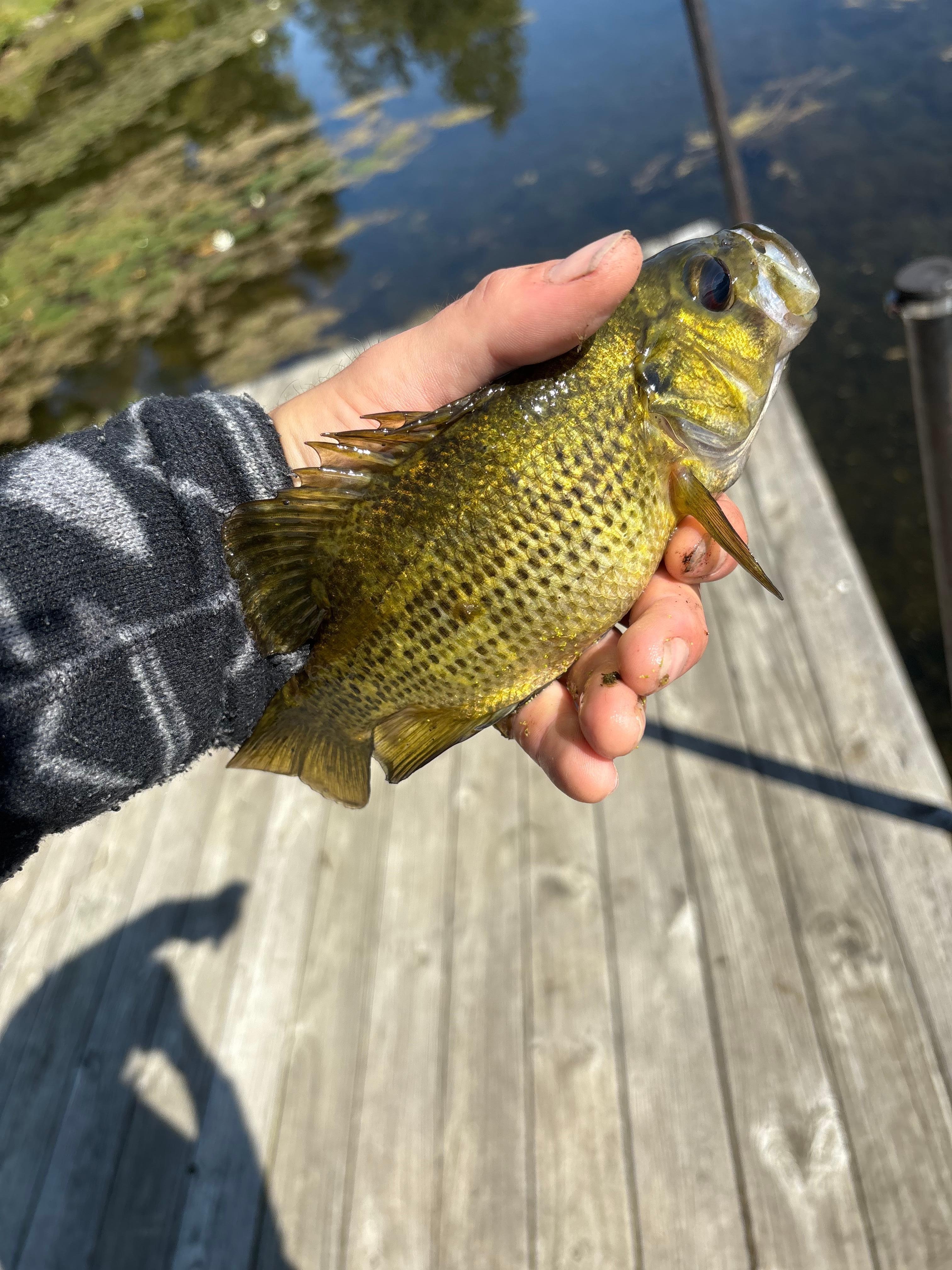 Rock bass