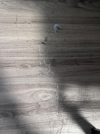 Tufts of hair on floor