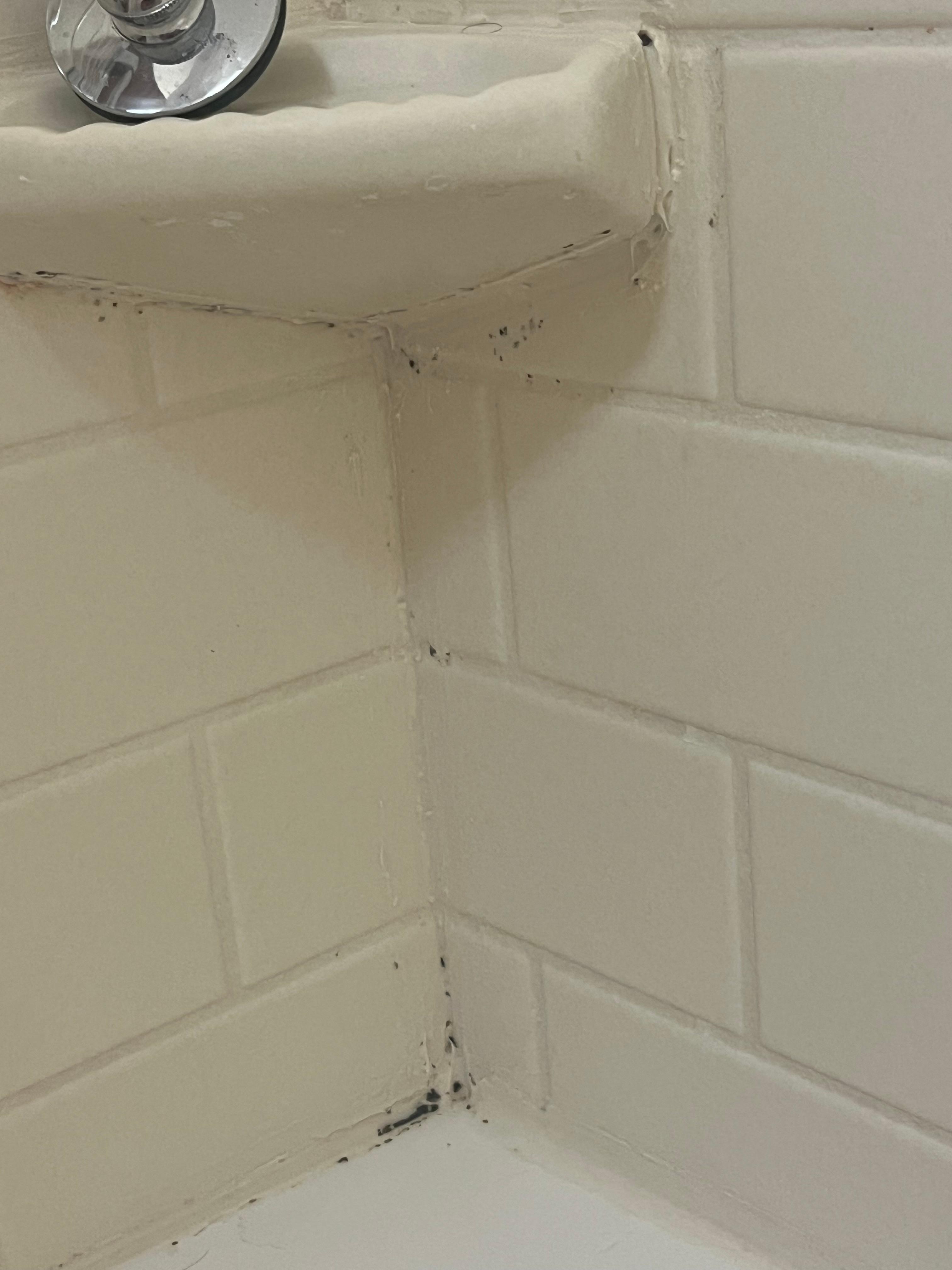 Black mold in the grout