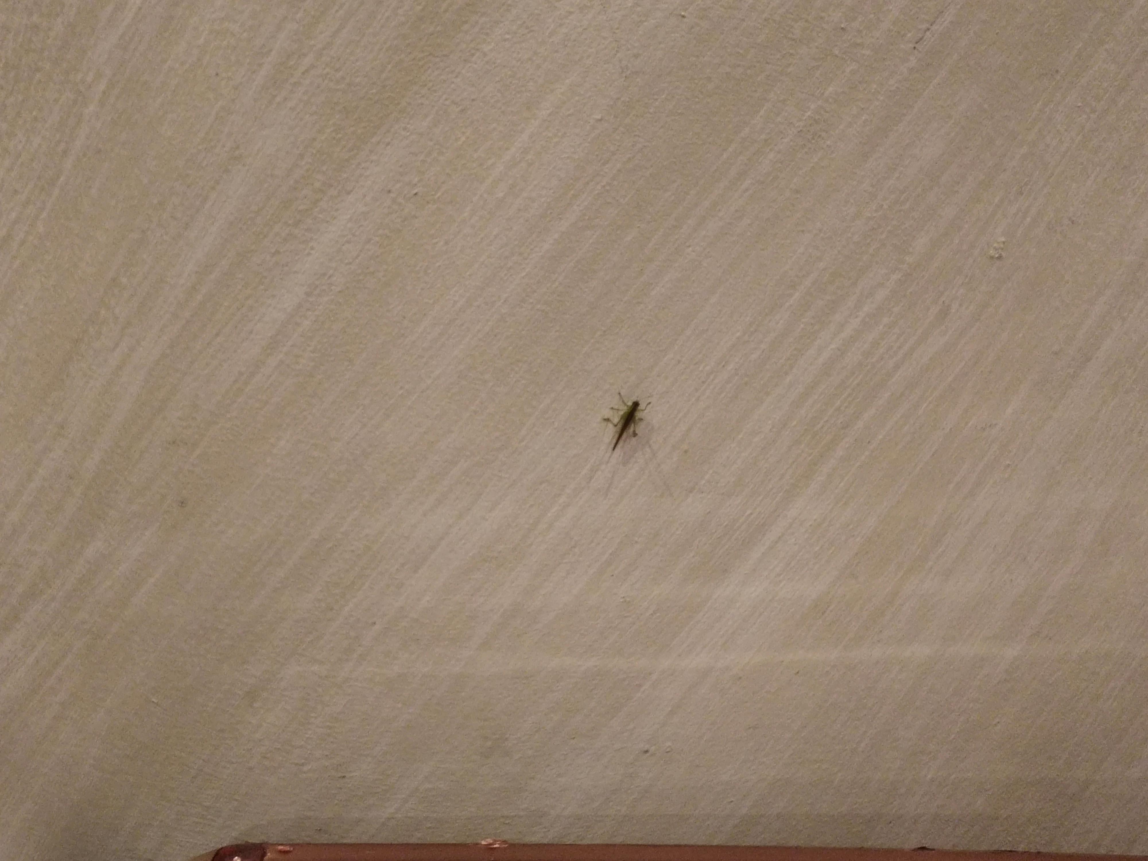 一check in就看到房間牆壁上活的蚱蜢？到處跳來跳去