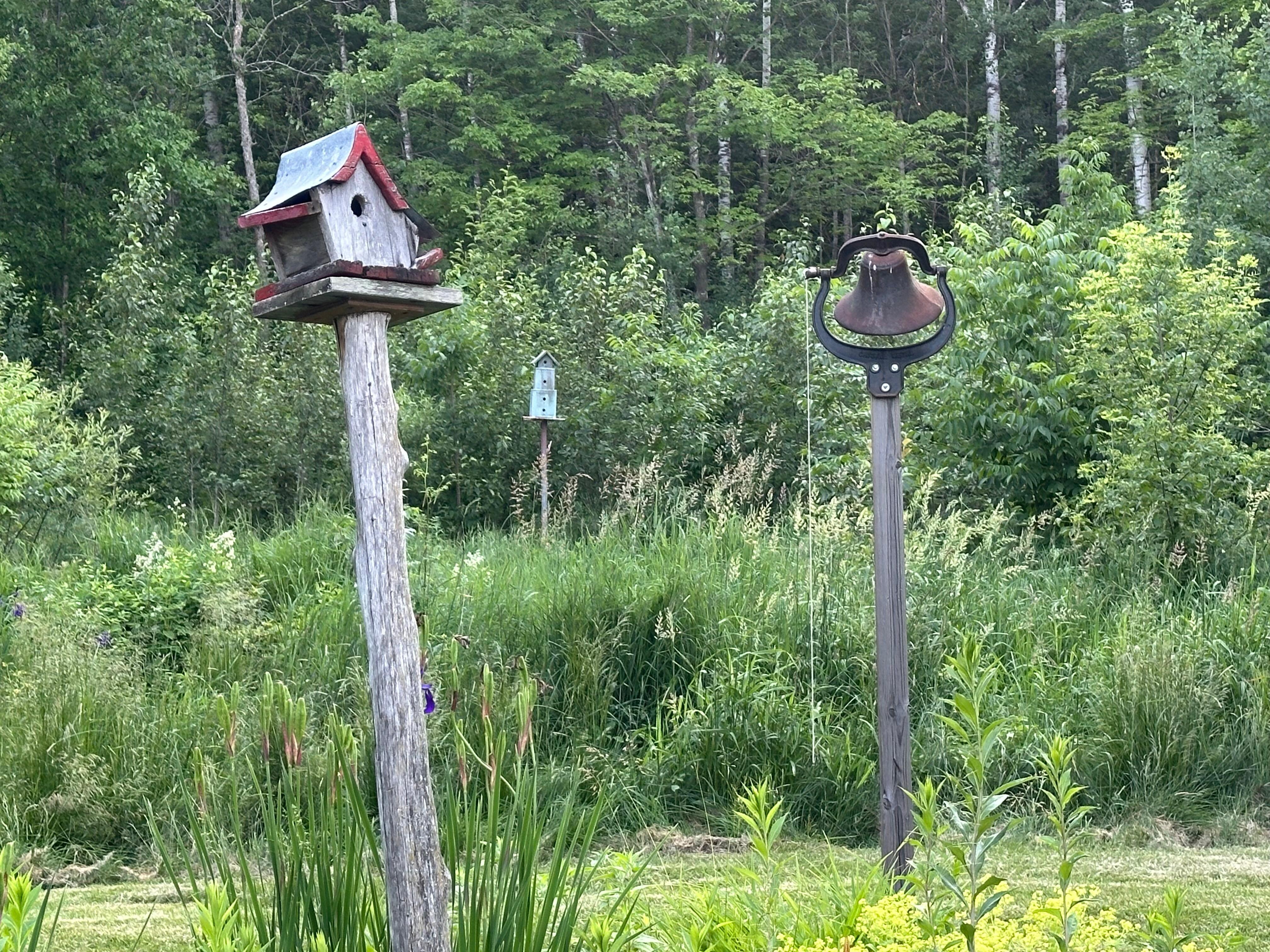 Garden Pics
