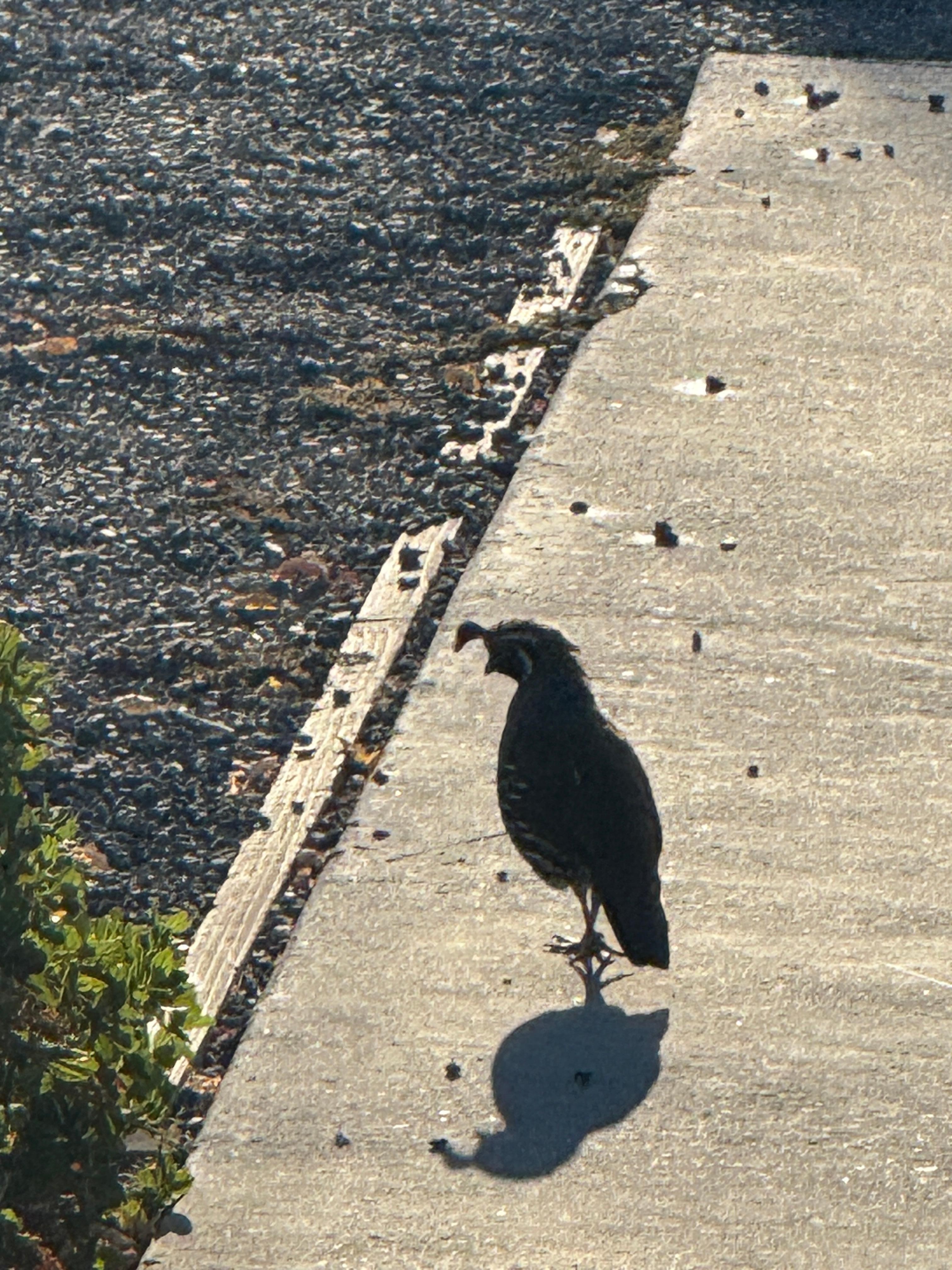 California Quail all over the place!