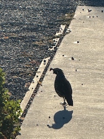 California Quail all over the place!