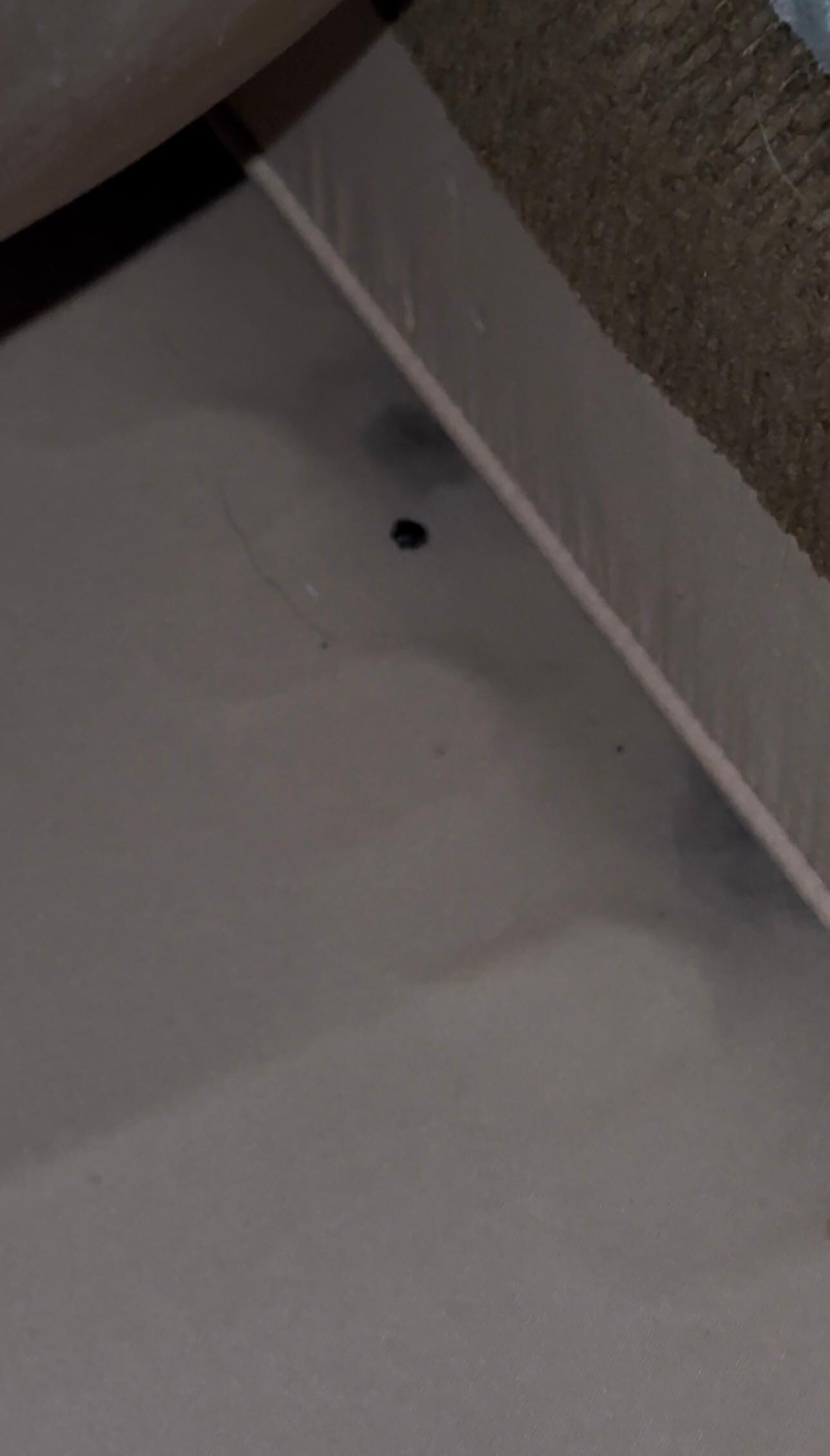 Dead bug & stains under the couch