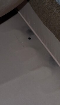 Dead bug & stains under the couch