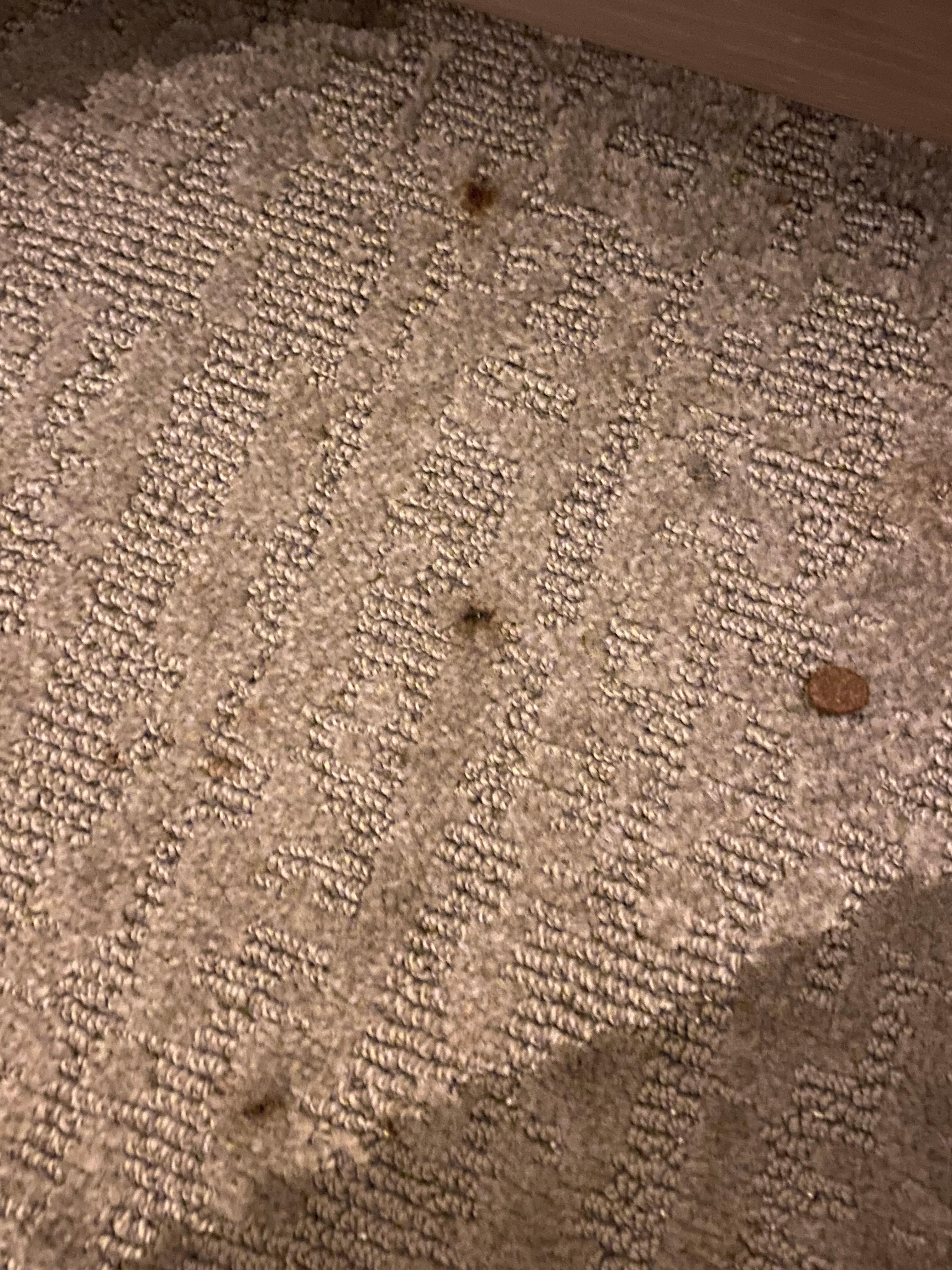 Dog doo doo and dog food on carpet
