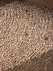 Dog doo doo and dog food on carpet