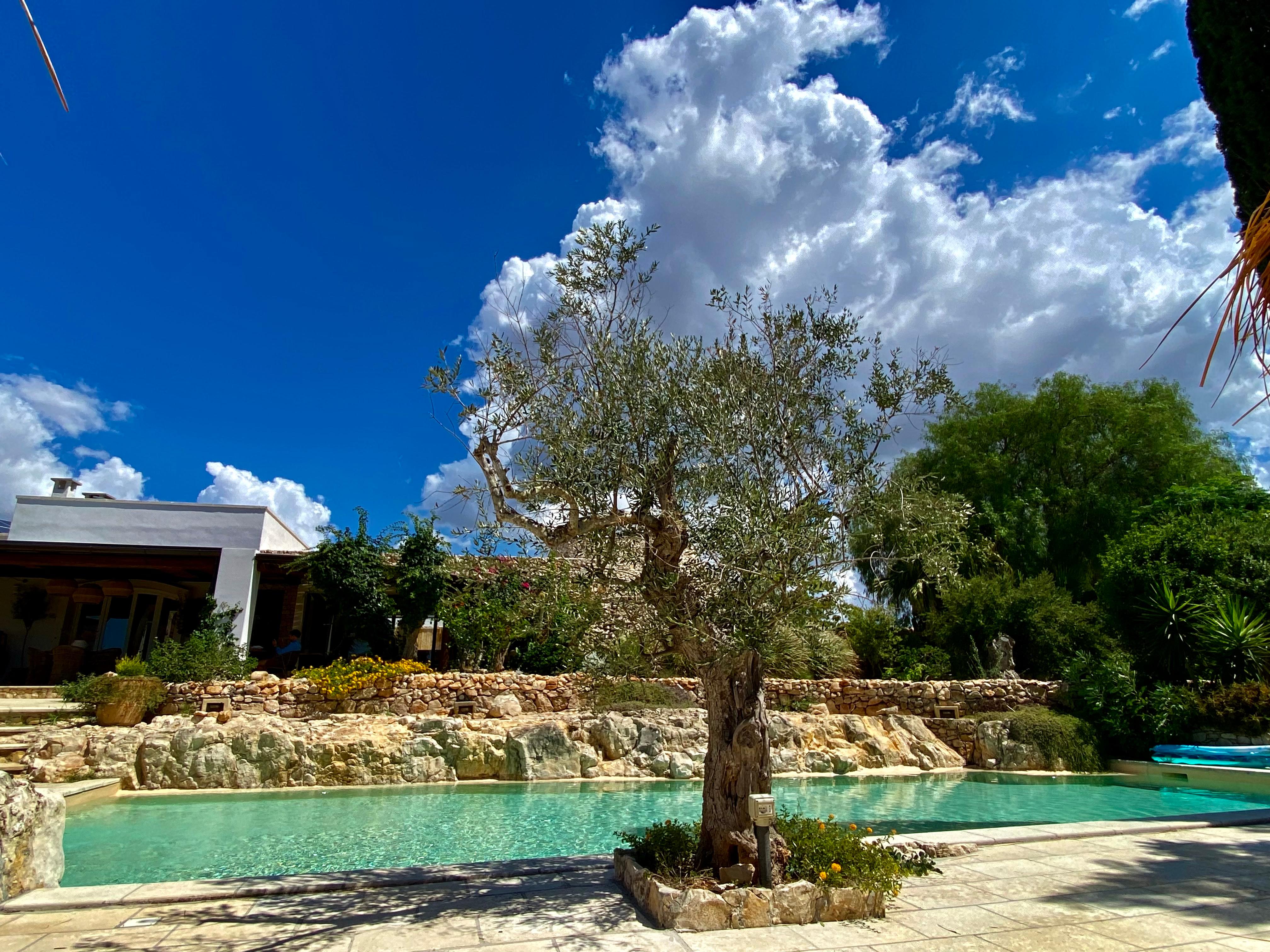 Pool and garden 