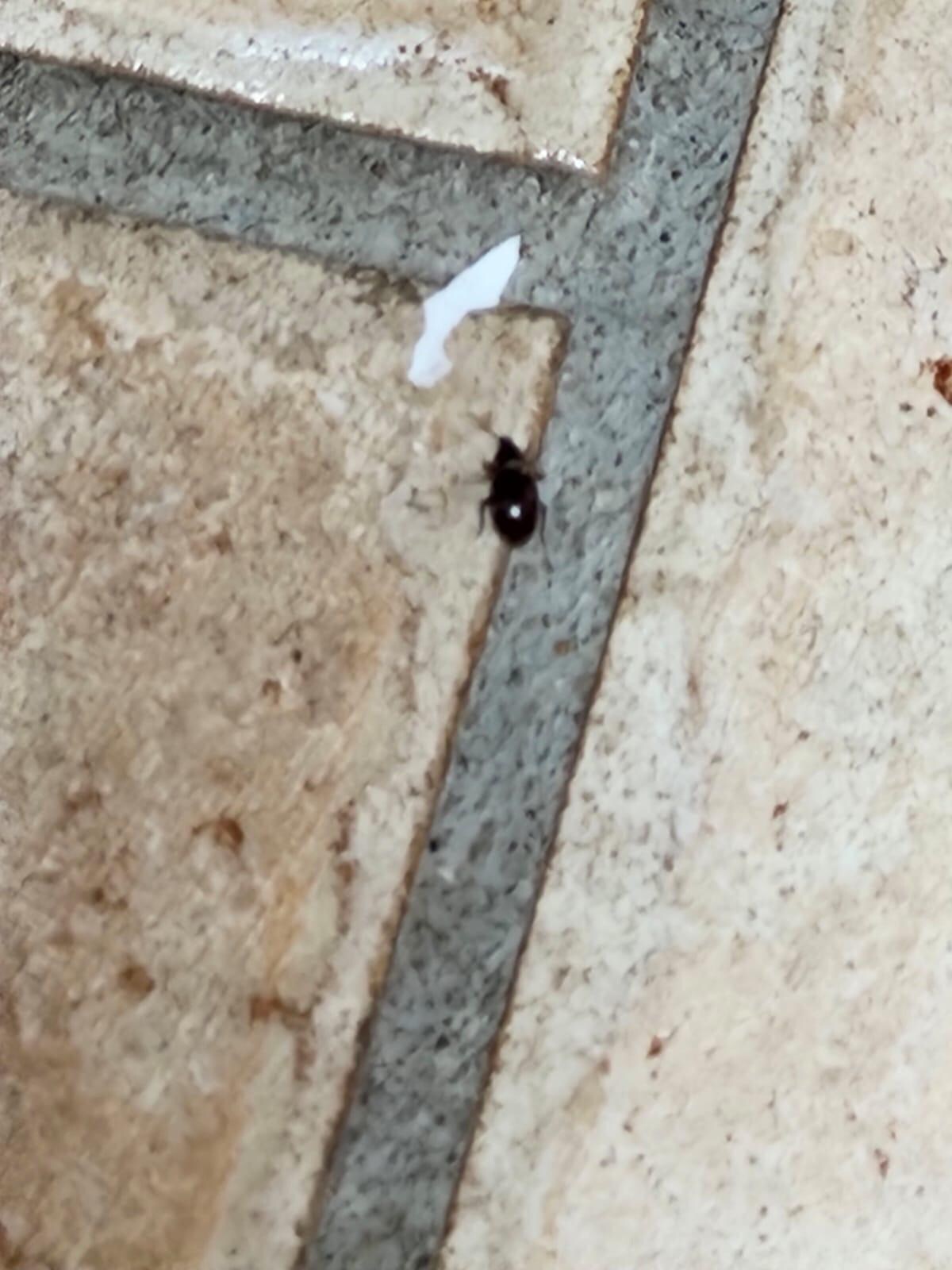 Bedbug 