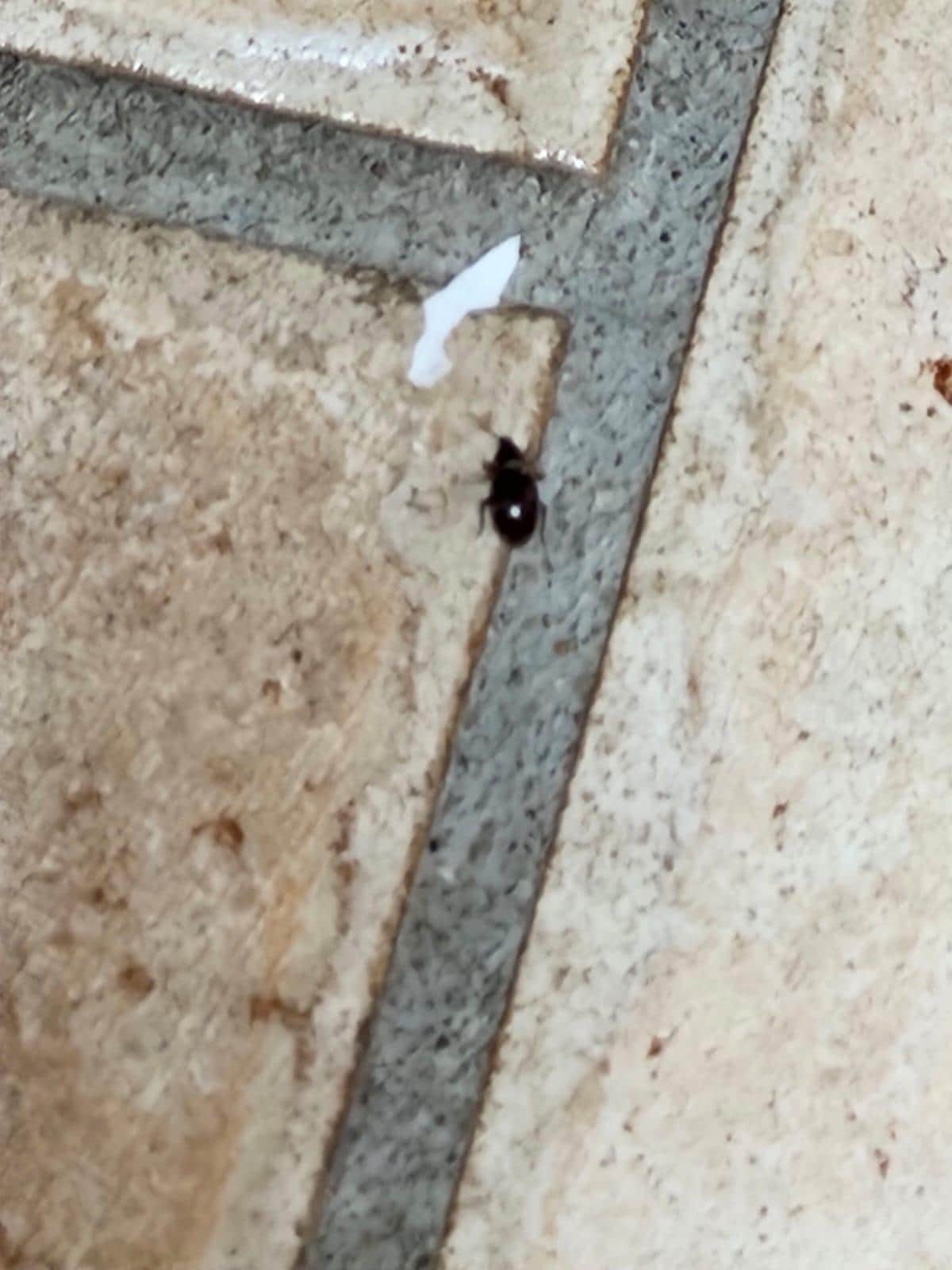 Bedbug