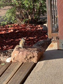One of many little friends we made during our stay!