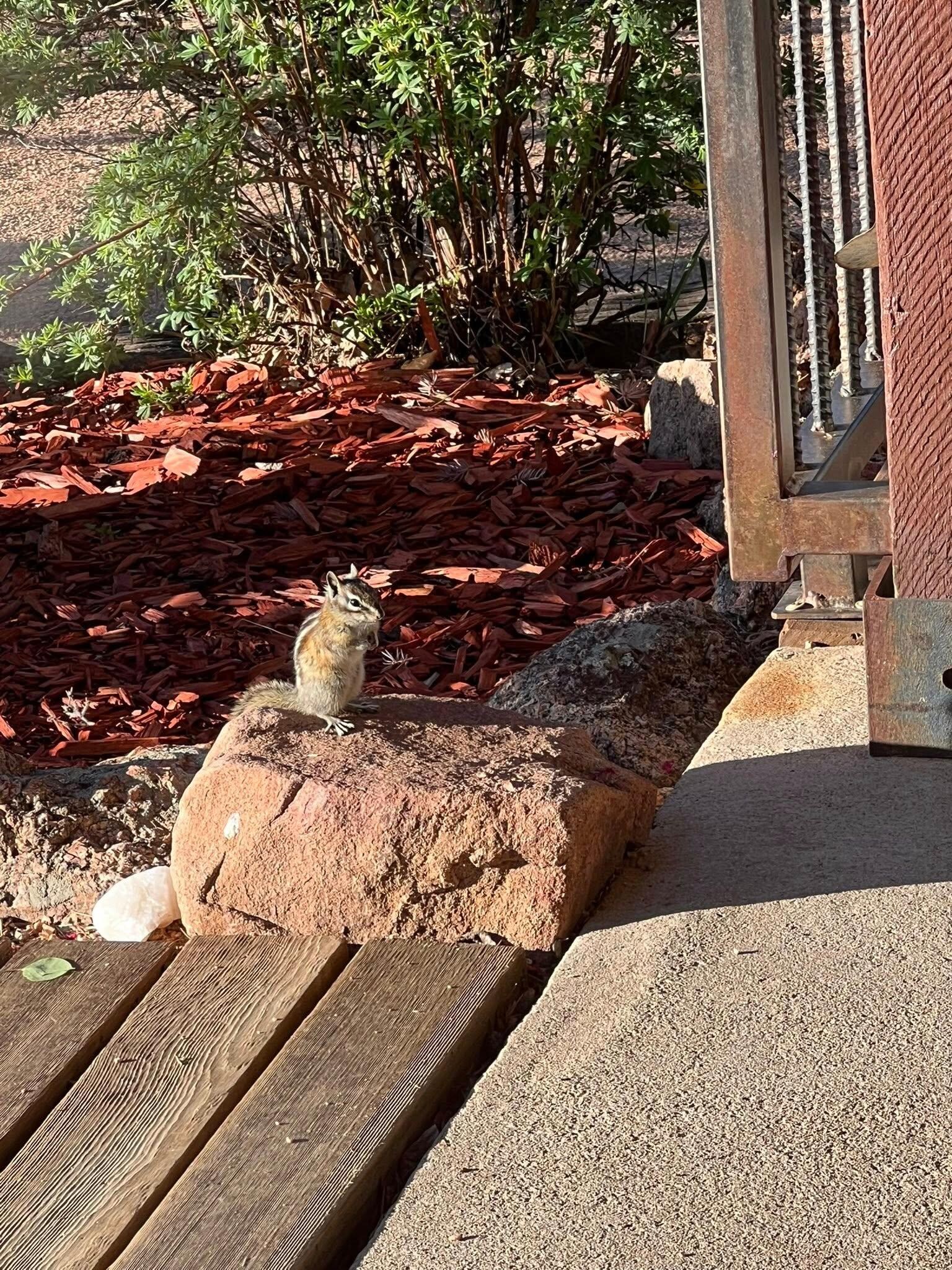 One of many little friends we made during our stay!