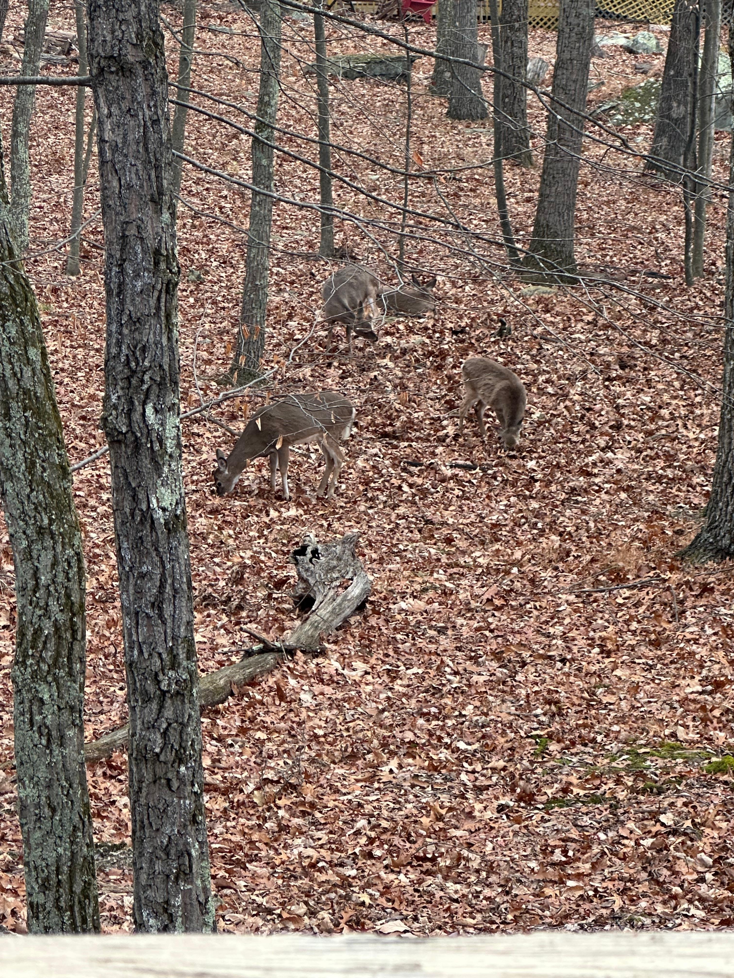 I woke to a family of deer can’t get any better 