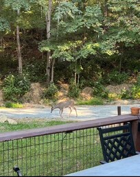 Deer visiting us