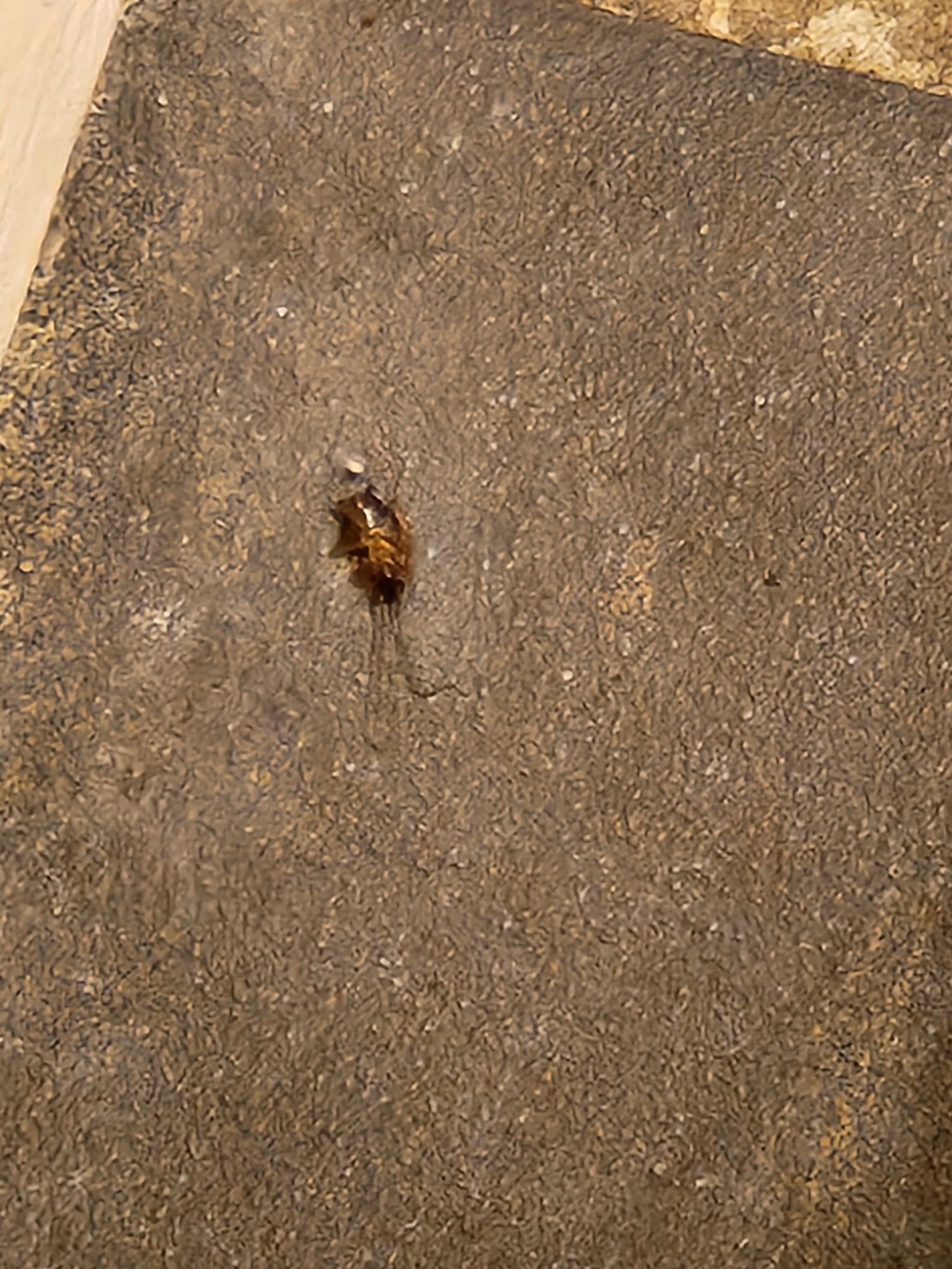 We were greeted with this 🤢