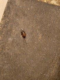 We were greeted with this 🤢