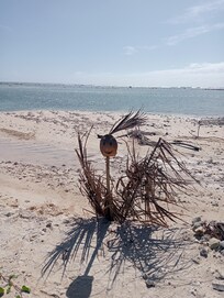 Wilson at the villa beach