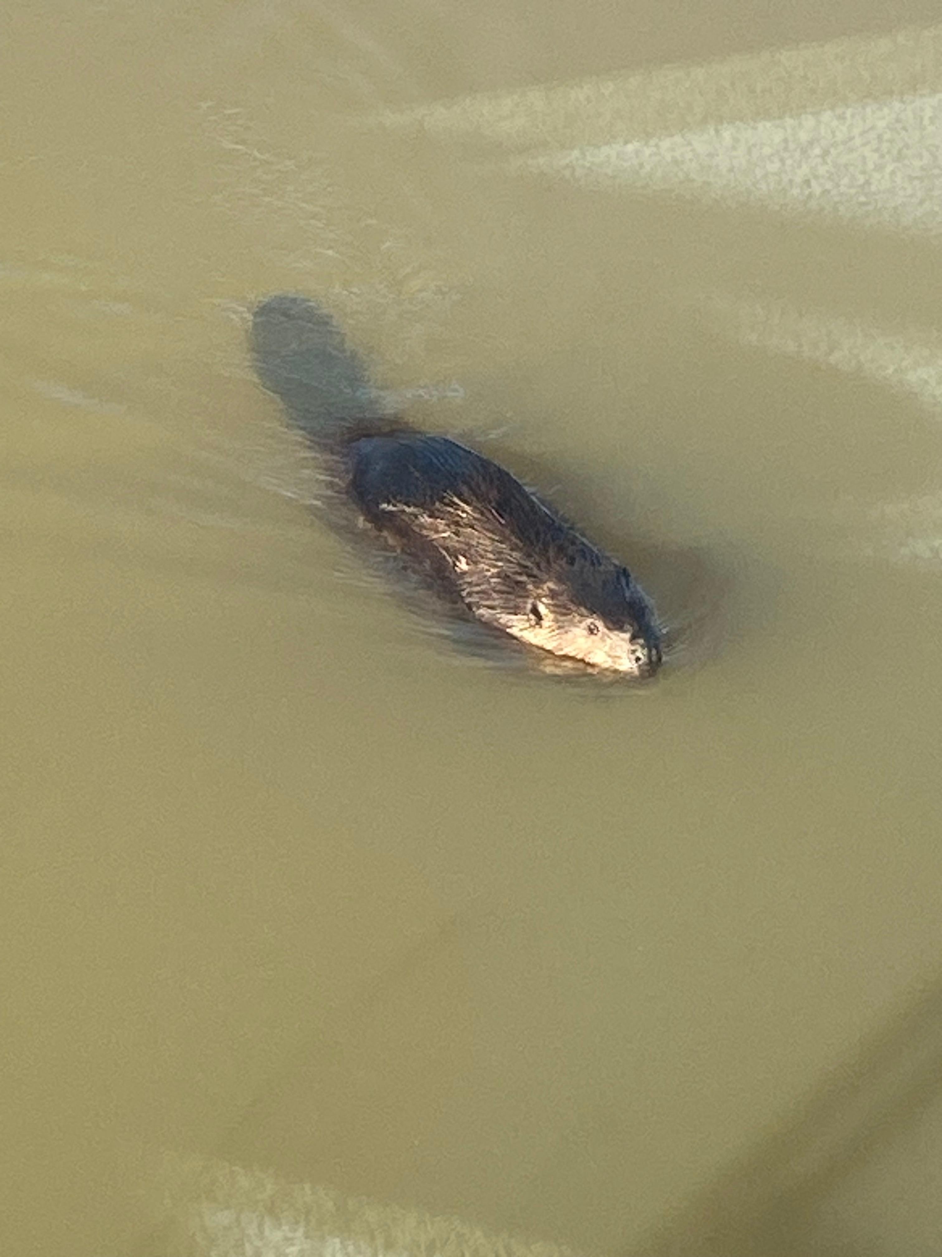 A beaver! We named him leave-it-2 