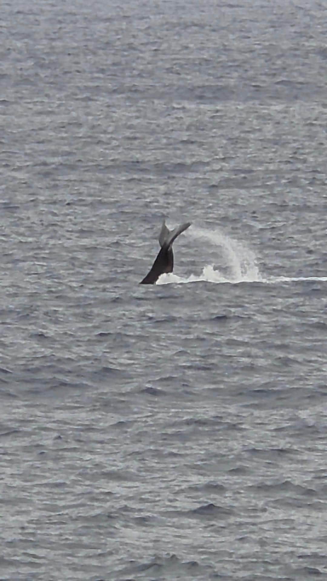 Whale seen from the lanai. 