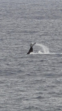 Whale seen from the lanai.