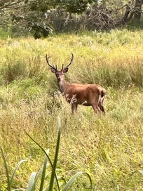 White Tail Deer