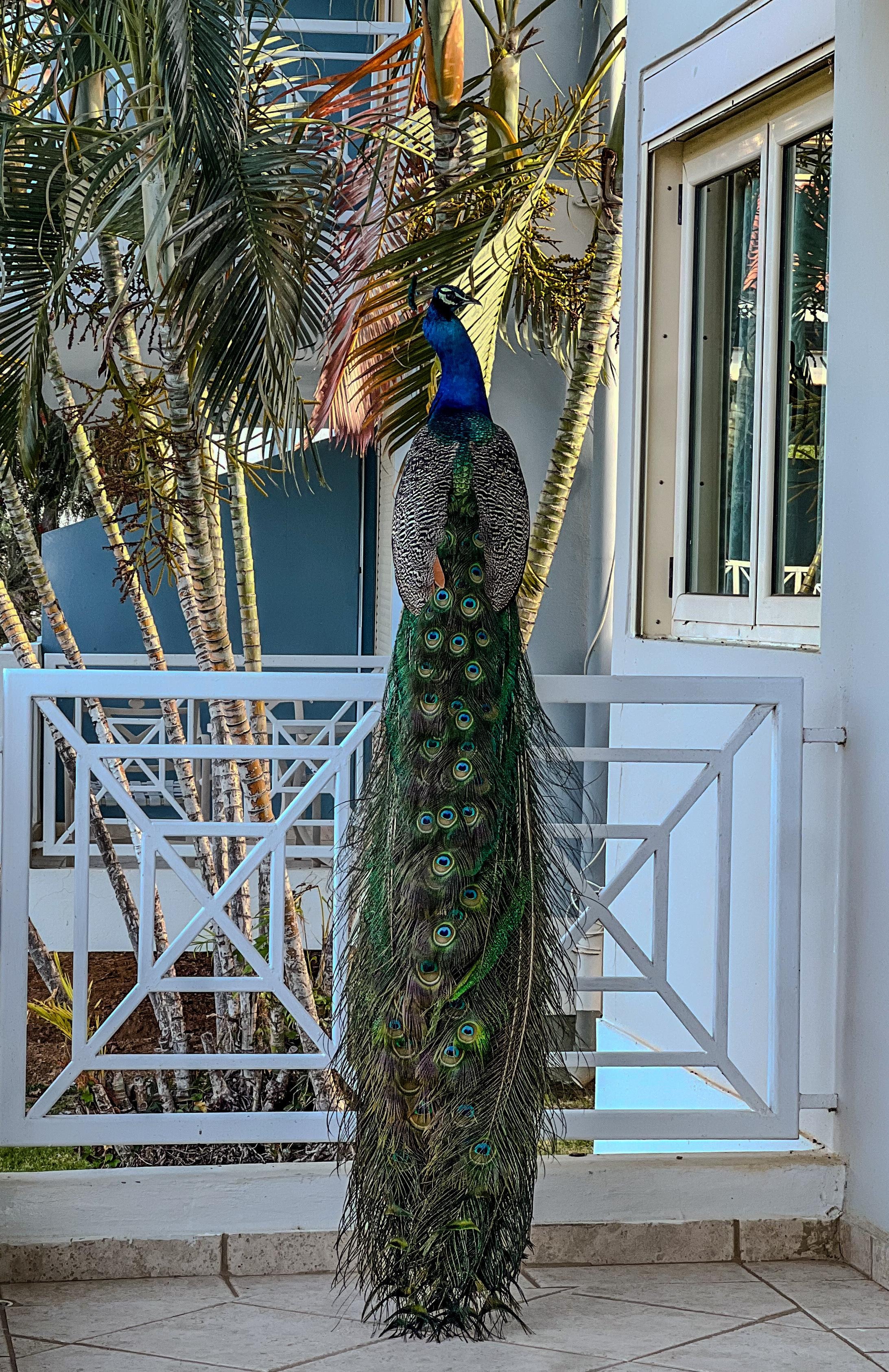 The beautiful peacock sometimes visits your balcony.