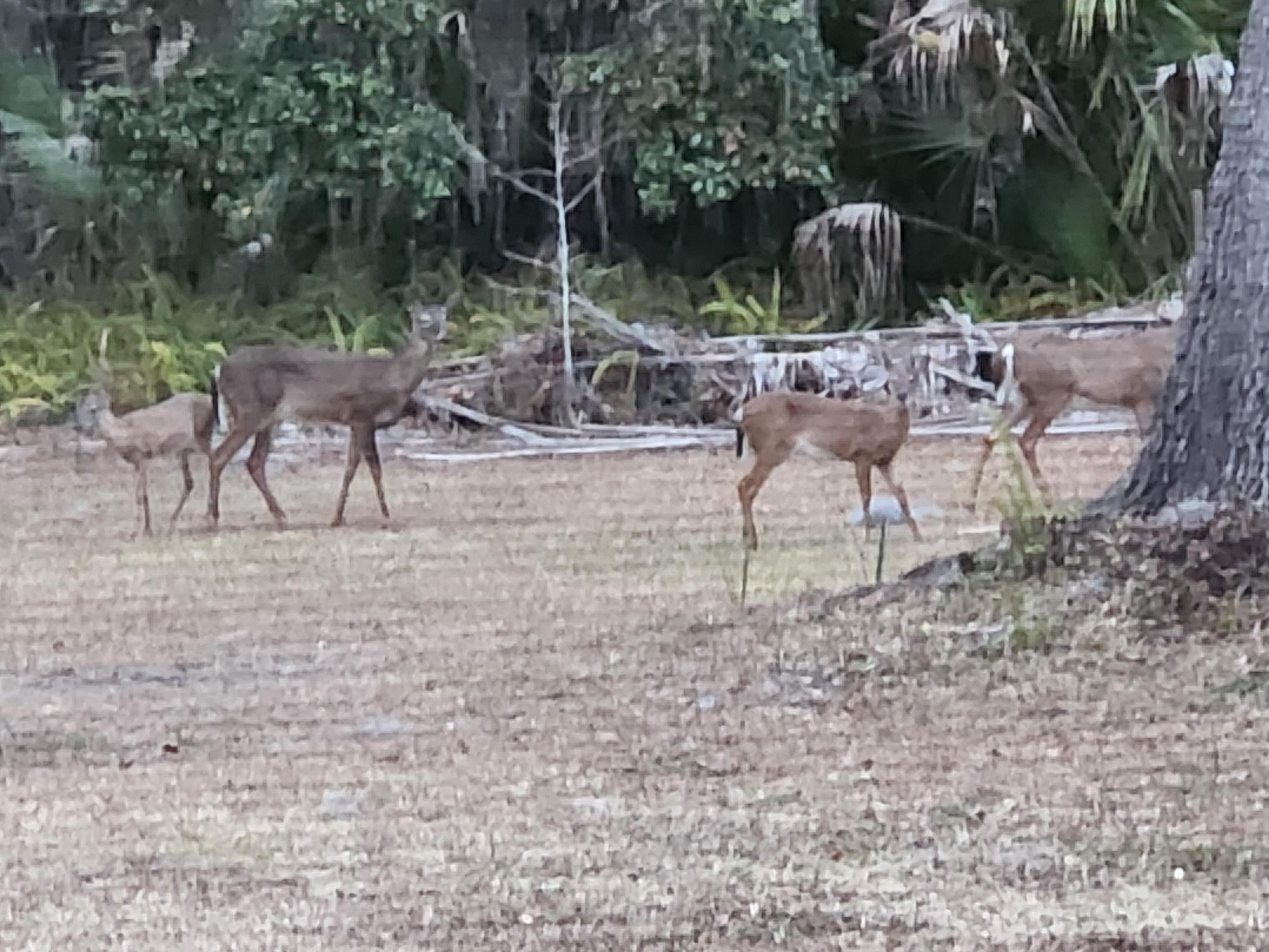 Had company each morning and evening