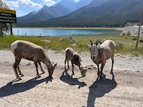 Mountain sheep, Kananaskis