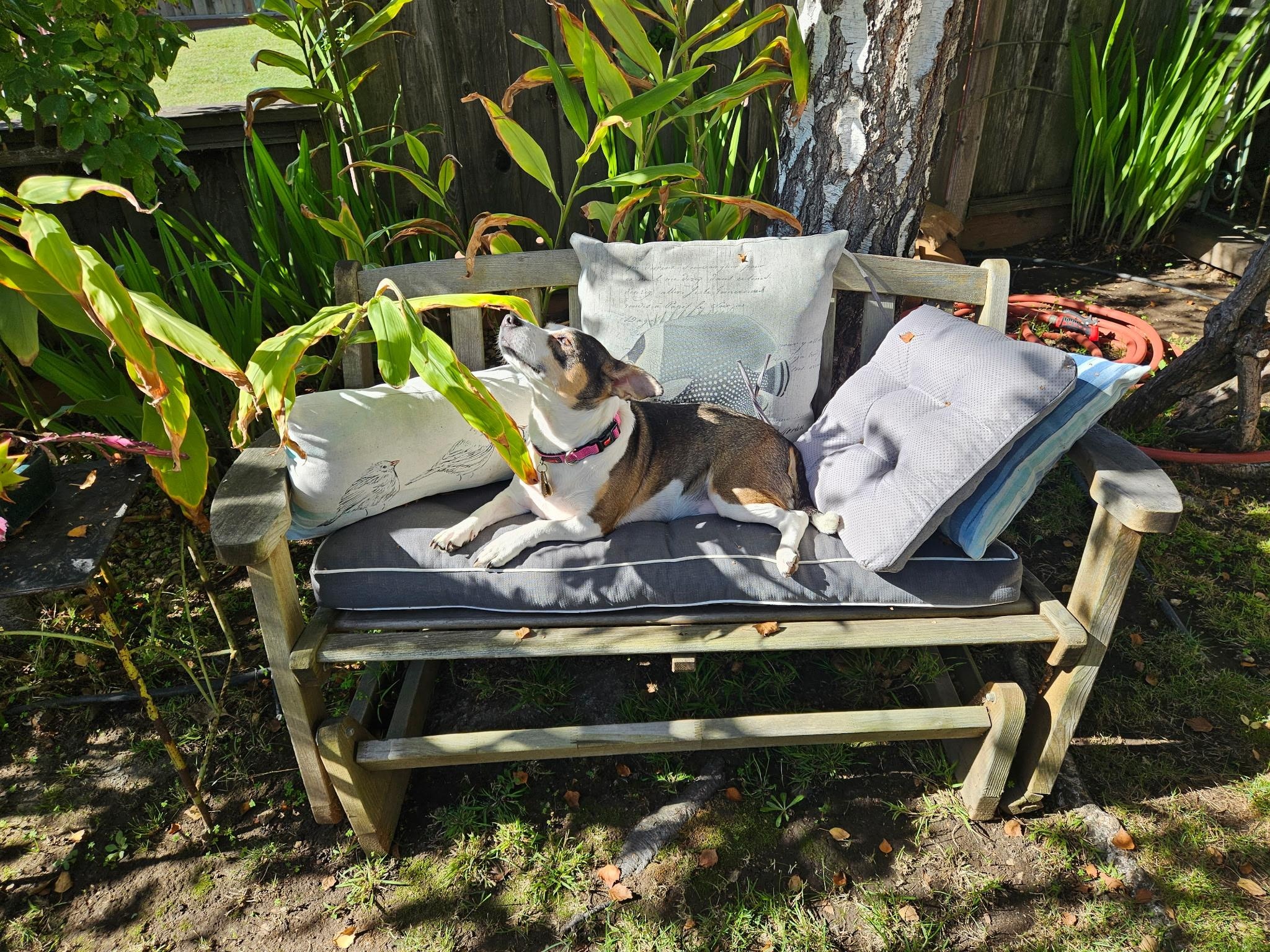 Our girl Lula sunbathing in the beautiful front yard 😍 