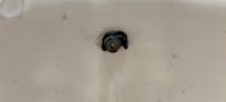 Évacuation eau du lavabo