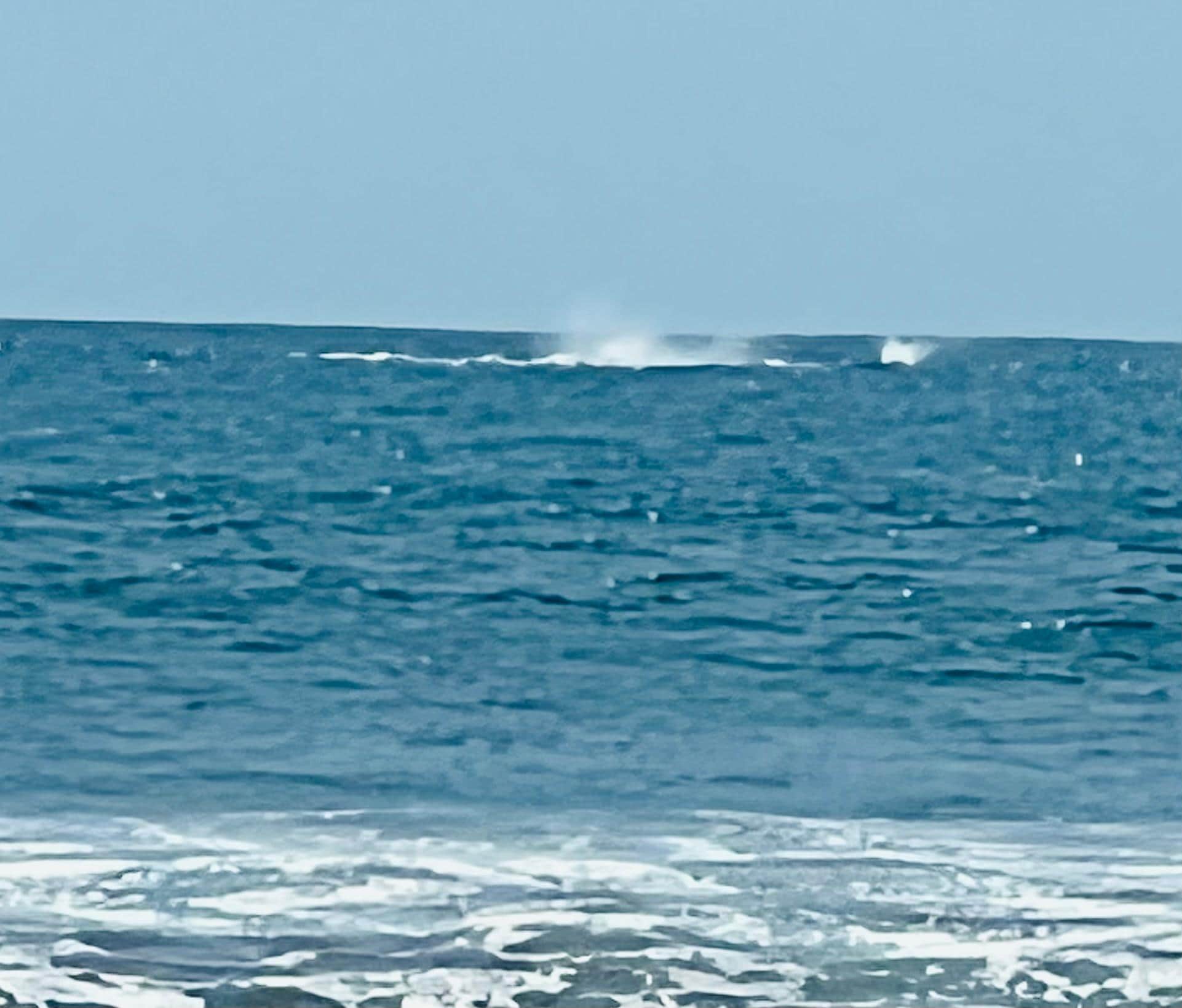 Whale sightings from our balcony 