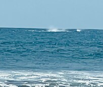 Whale sightings from our balcony