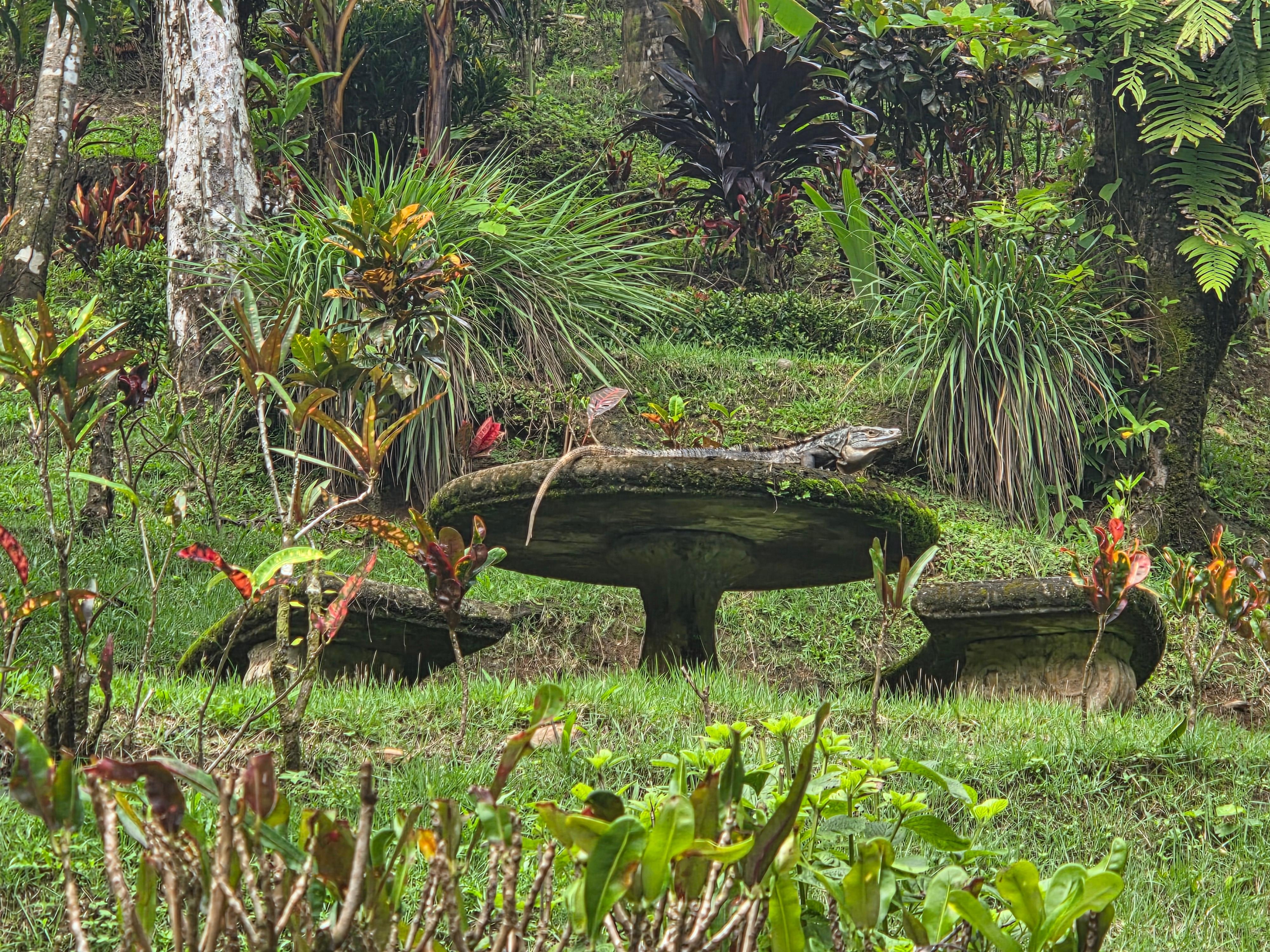 This black spiny lizard loved to sun himself on the table and was around every day.  