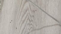 Bugs on floor