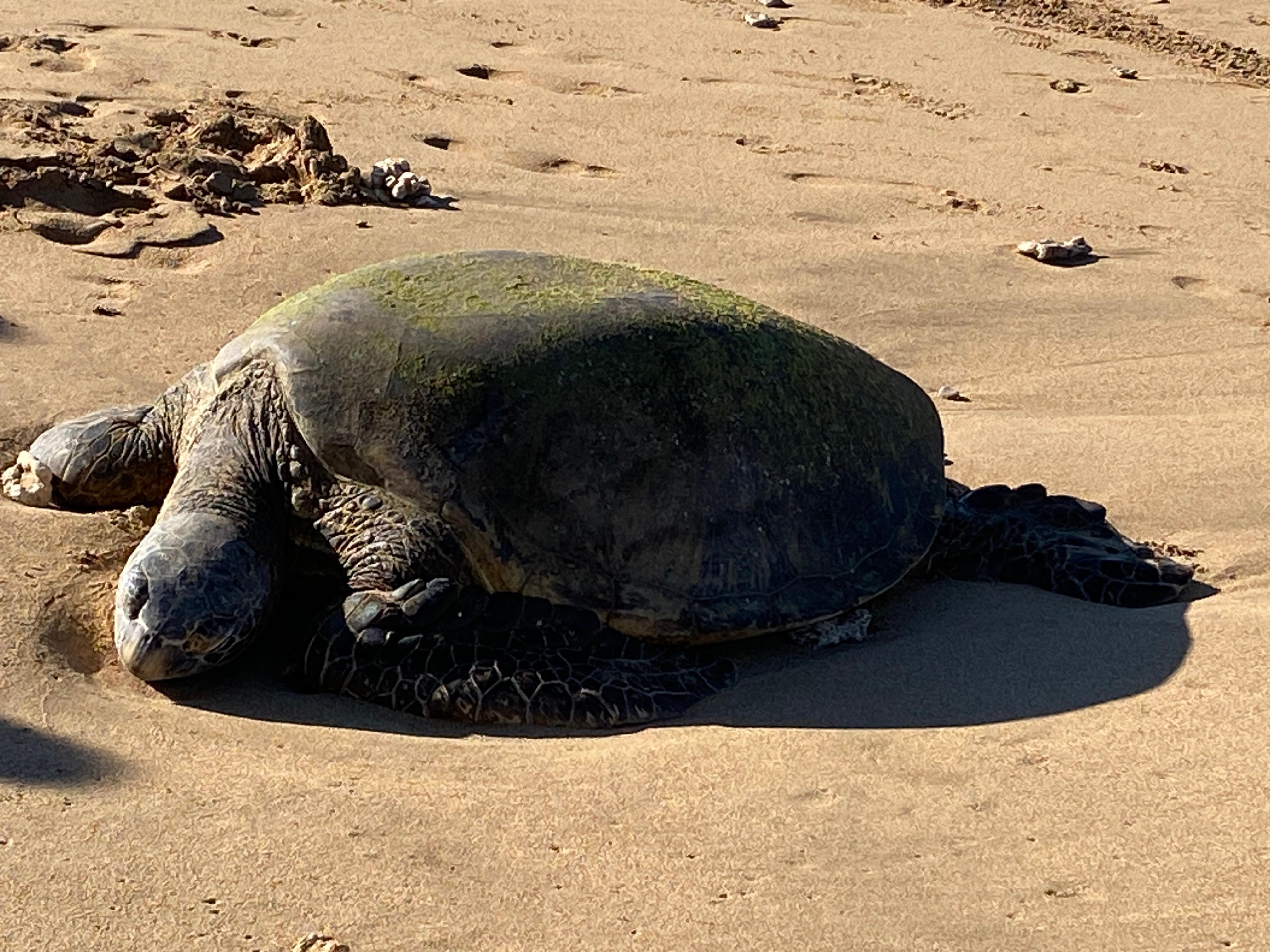 Out front at the beach