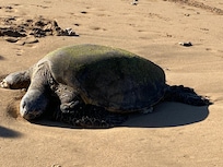Out front at the beach