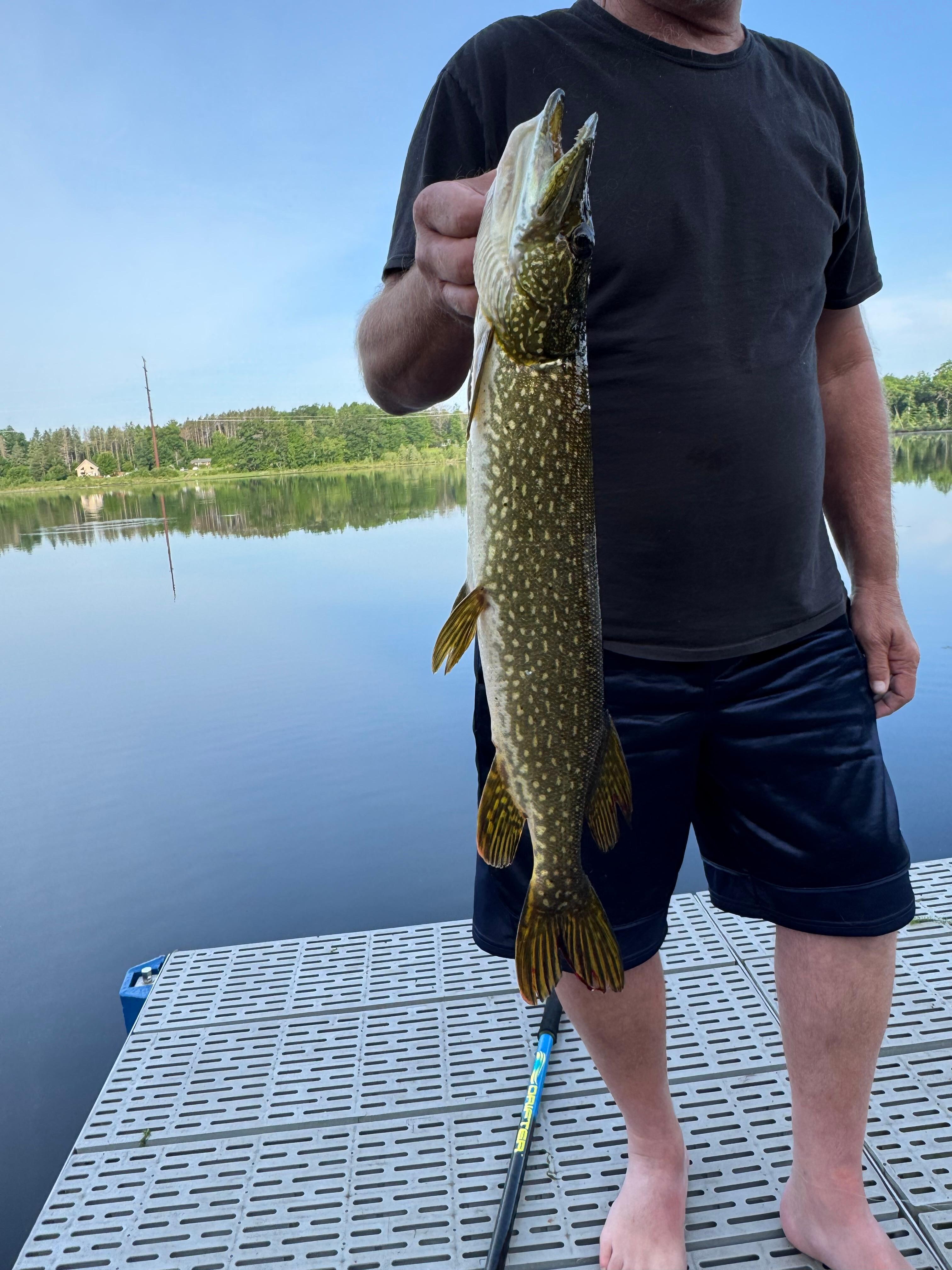 Large pike