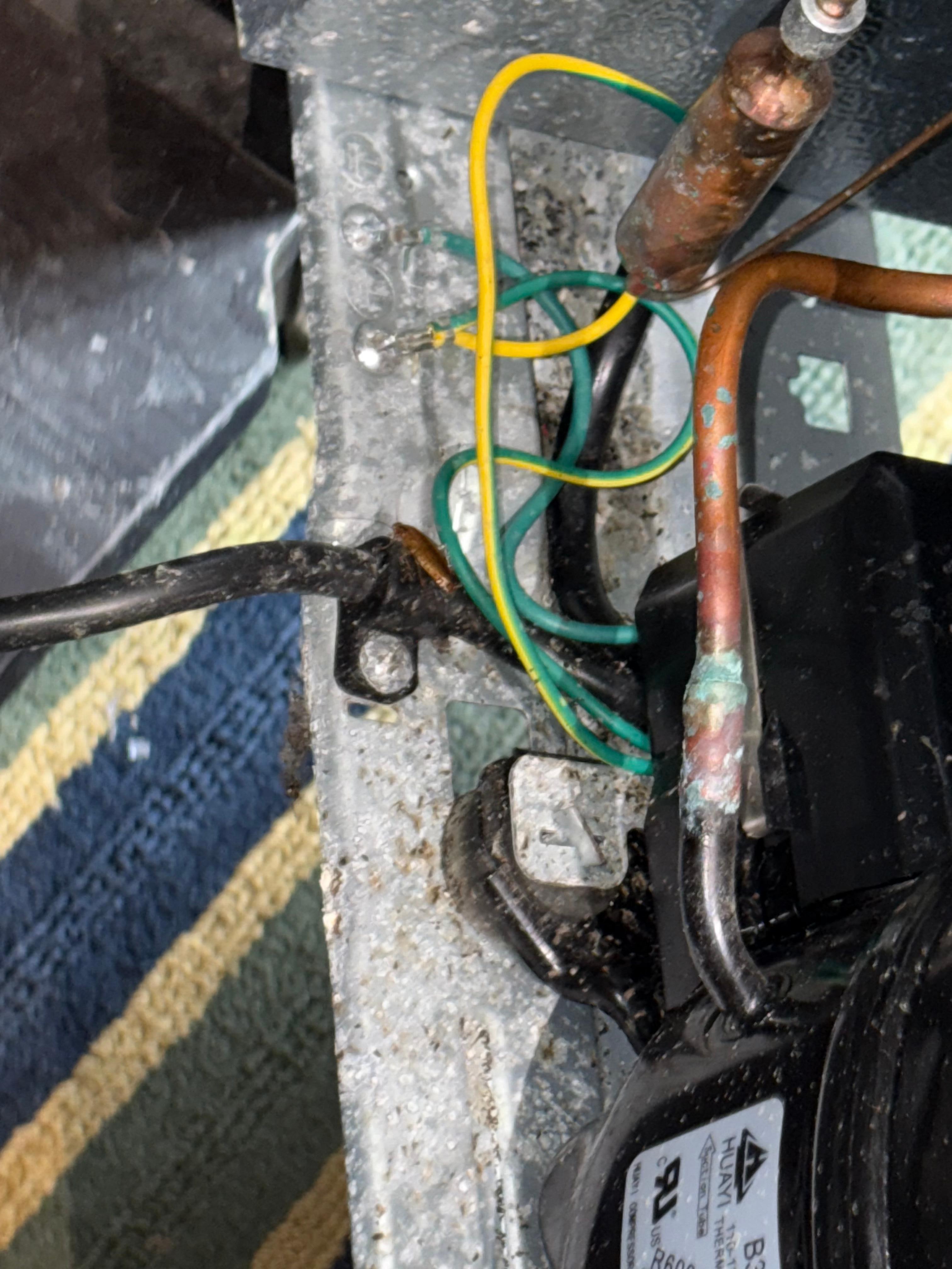 Large roach on refrigerator cord