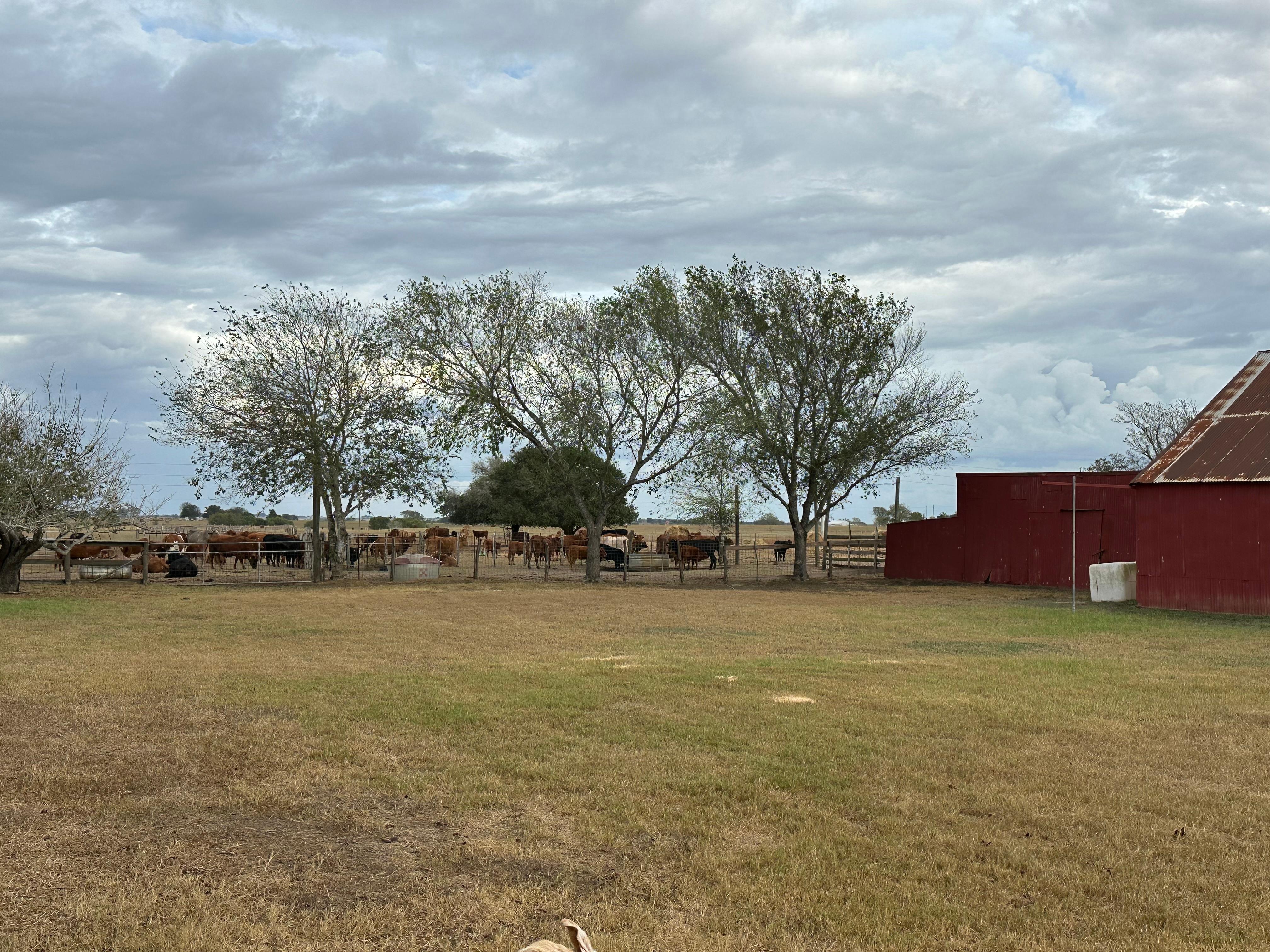 Cows greeted us on arrival.