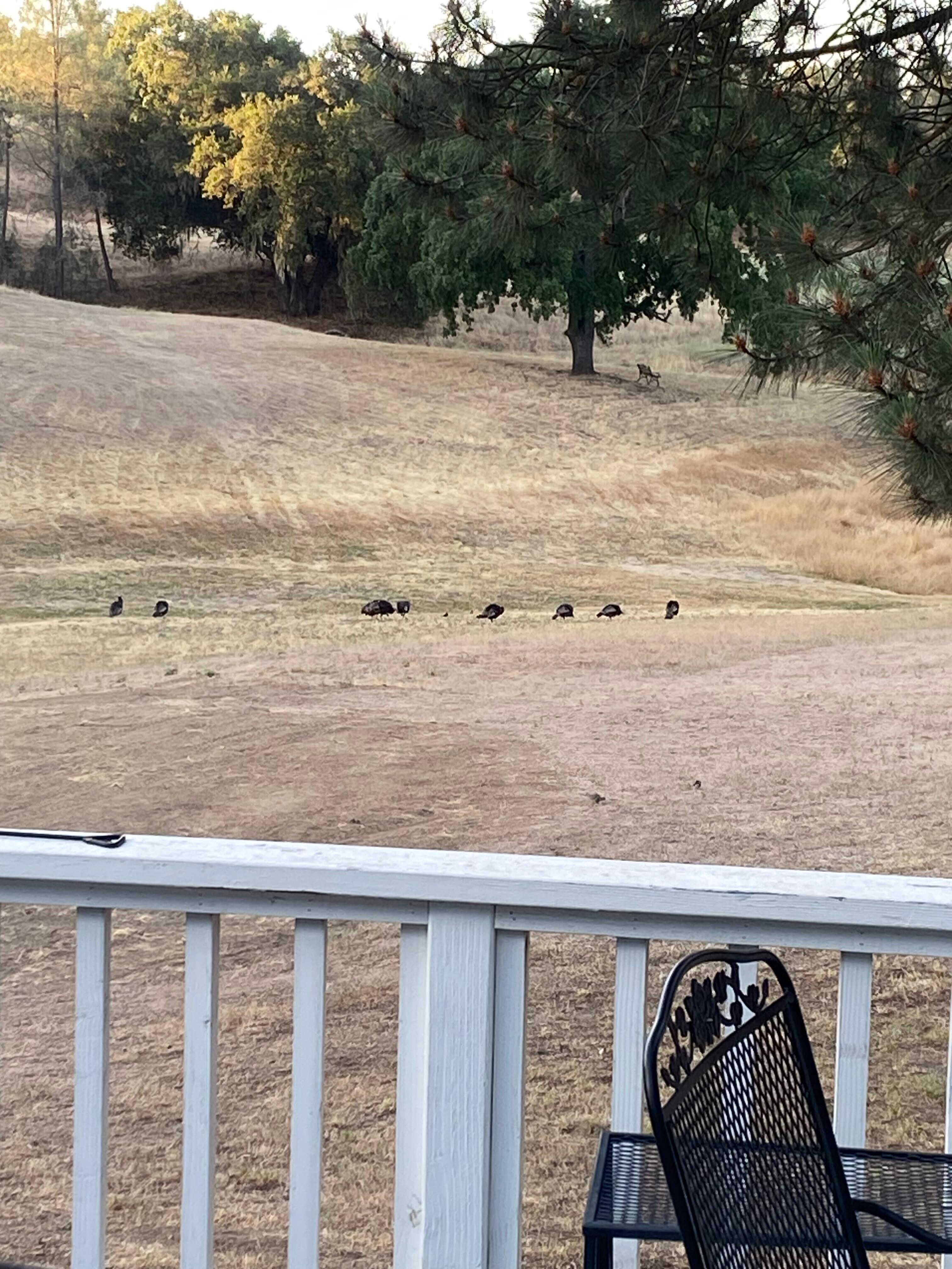 Wild turkeys