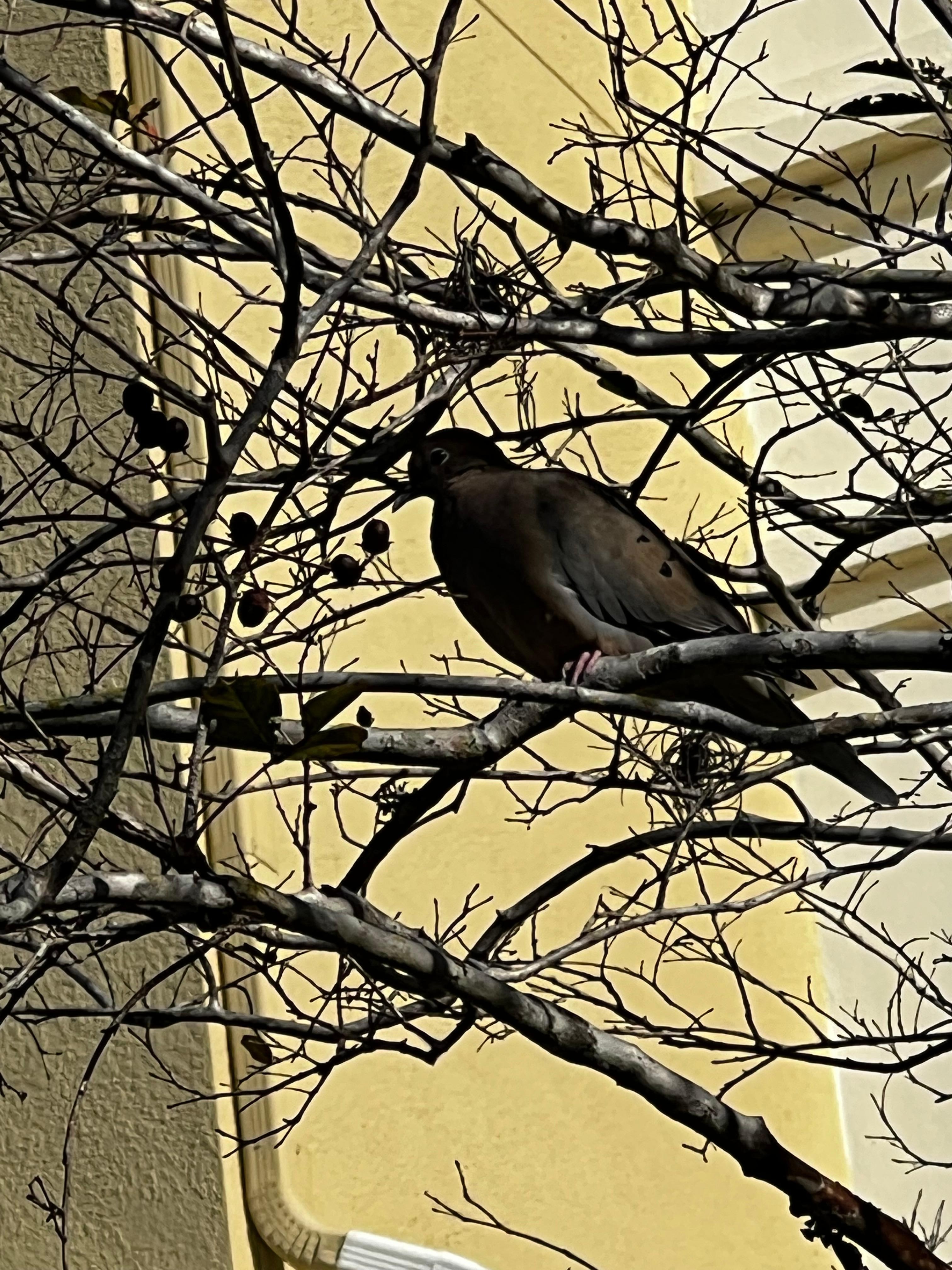 Property backyard Birds 🐦‍⬛