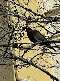 Property backyard Birds 🐦⬛