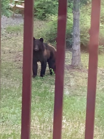 This guy was right outside our house! We named him Chip because we think the smell of the chocolate chip cookies I had just baked were what attracted him.