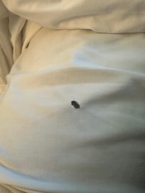 Sheets